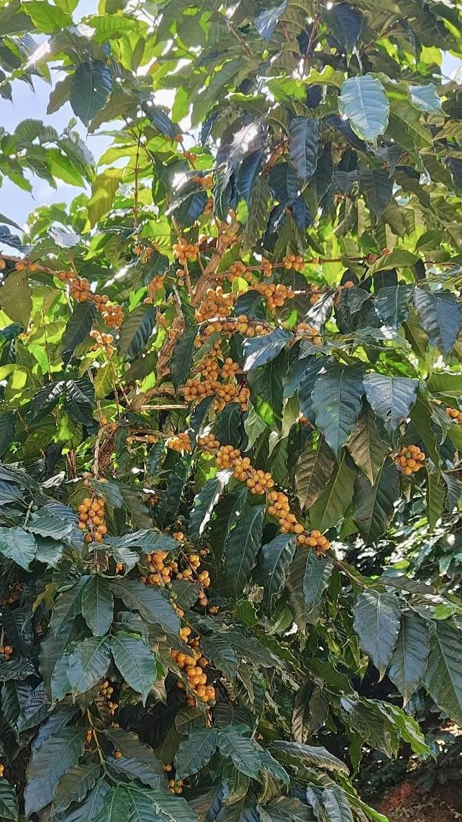 Specialty đắt hơn — bạn trả tiền cho điều gì?