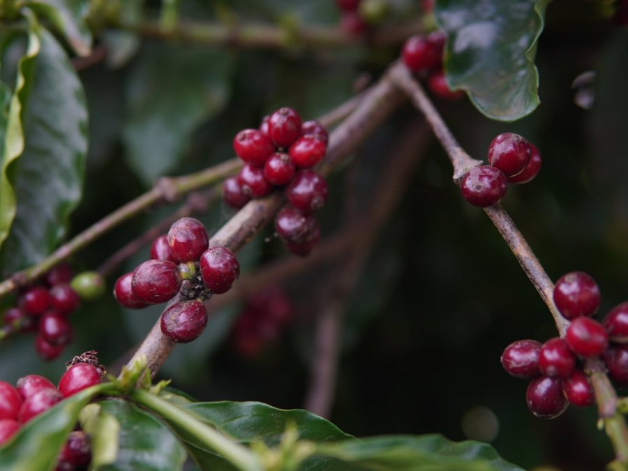 Sơn Pacamara — Lang Biang Specialty 250g