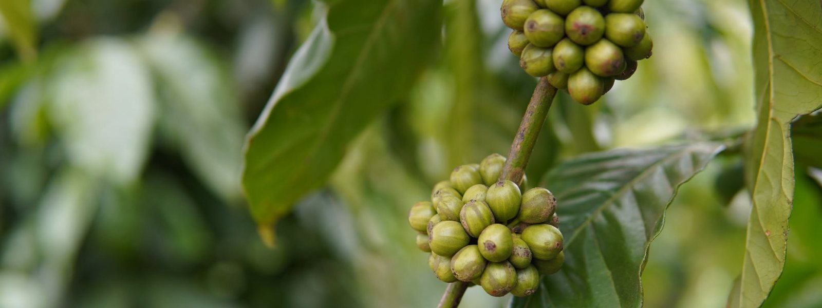 Vùng nguyên liệu Lạc Dương